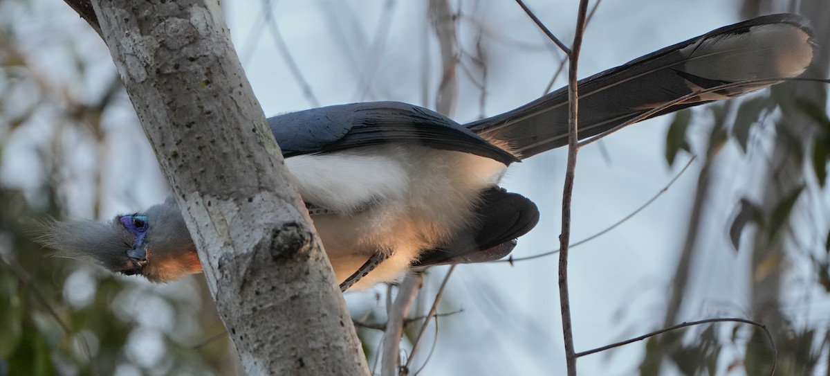 Crested Coua - Roman Suffner