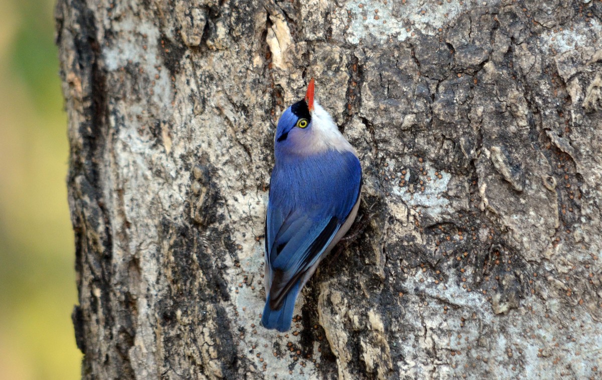 Velvet-fronted Nuthatch - Abdul Ghaffar Ansari