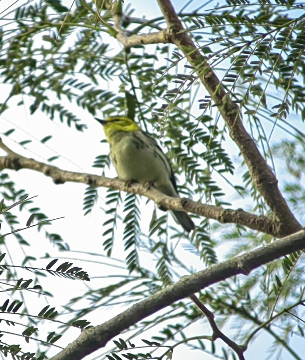 Black-throated Green Warbler - ML613754329