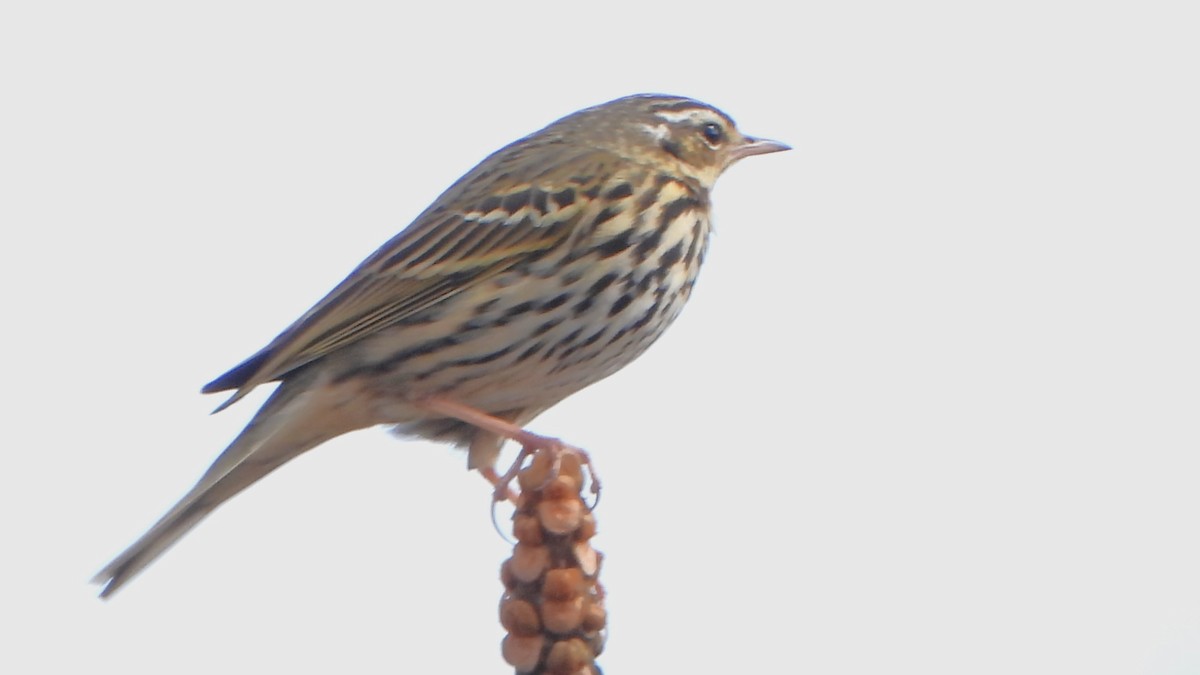 Olive-backed Pipit - ML613754333