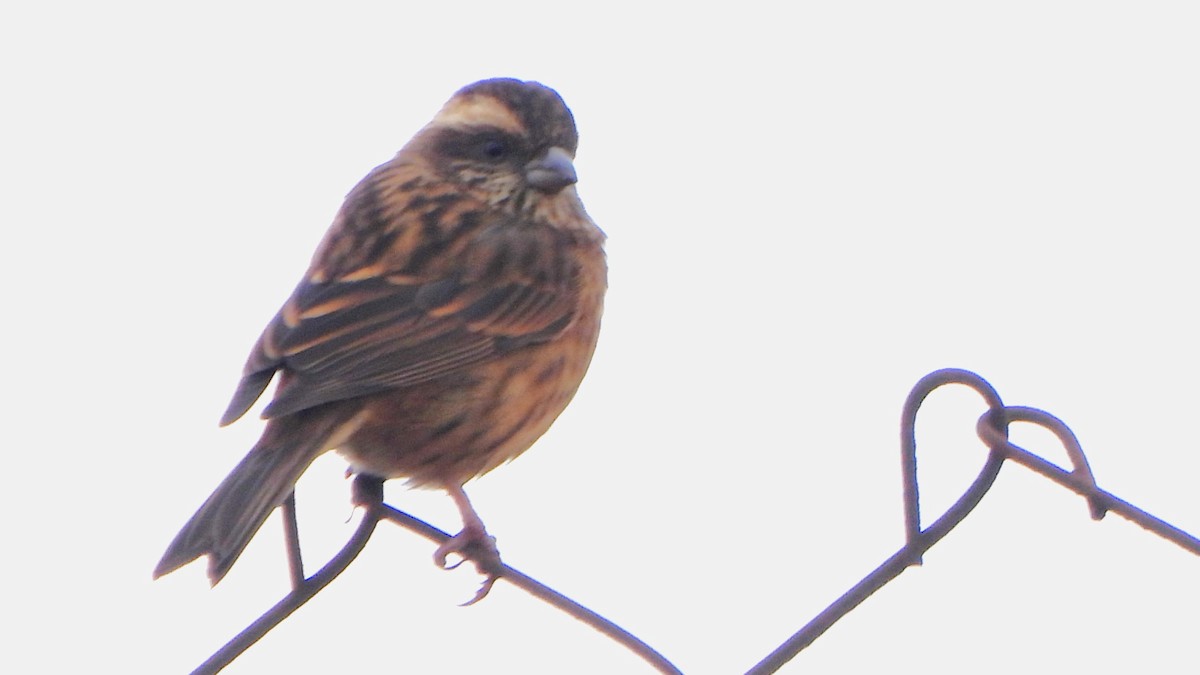 Pink-browed Rosefinch - ML613754339