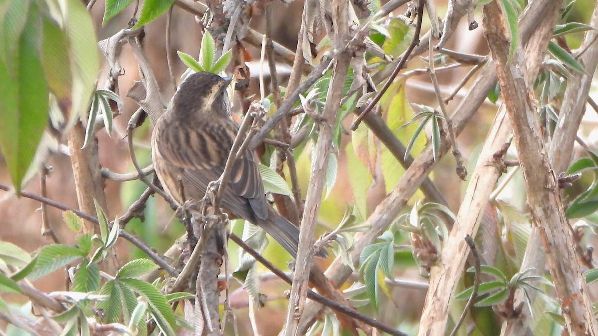 Pink-browed Rosefinch - ML613754340