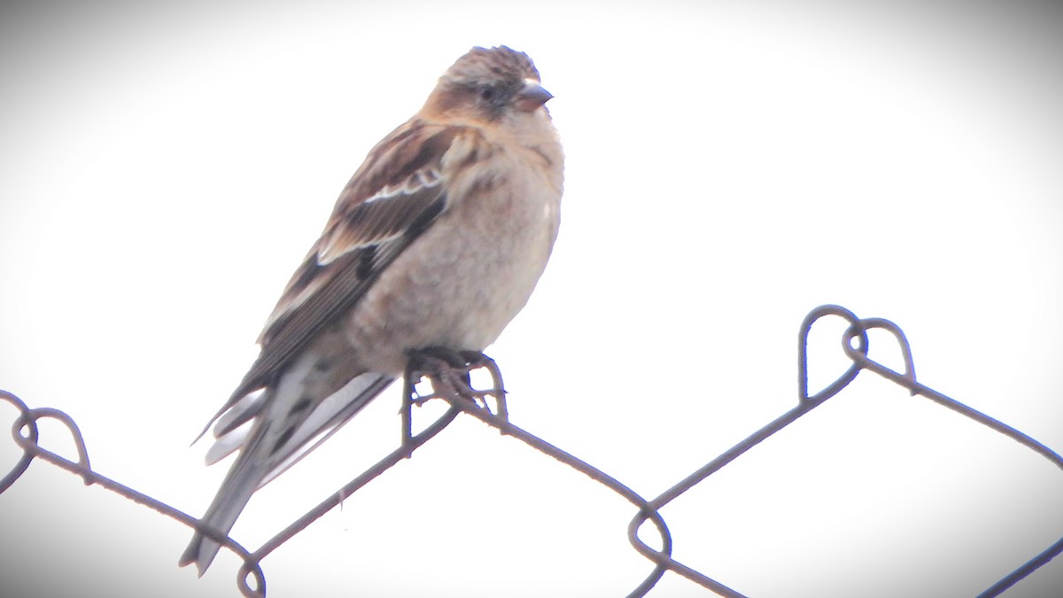 Plain Mountain Finch - ML613754345