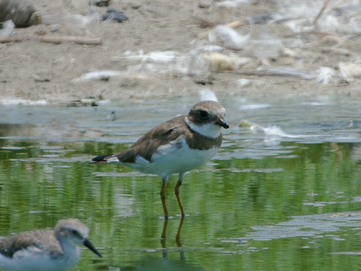 Semipalmated Plover - ML613754372