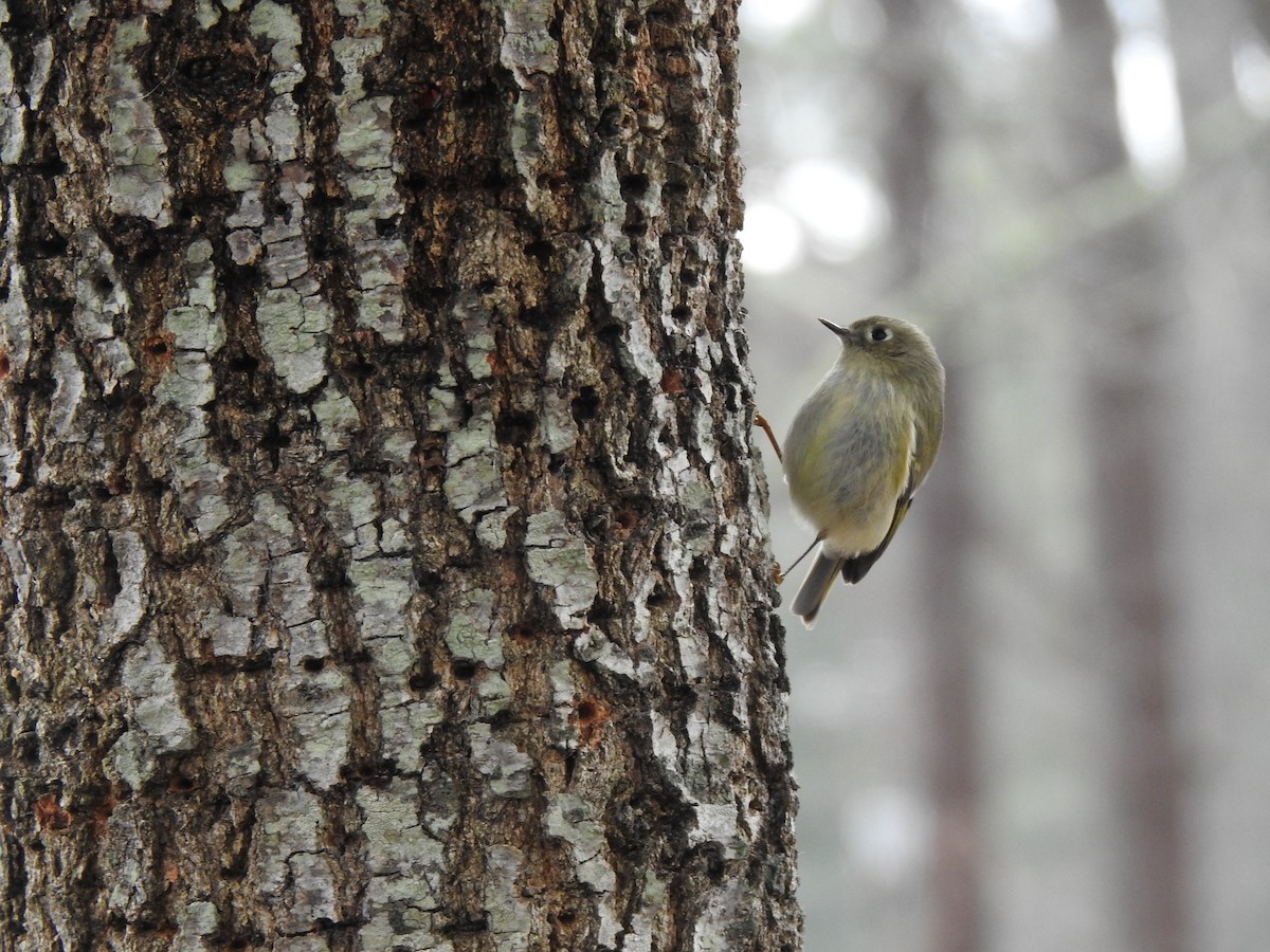 Ruby-crowned Kinglet - ML613754373