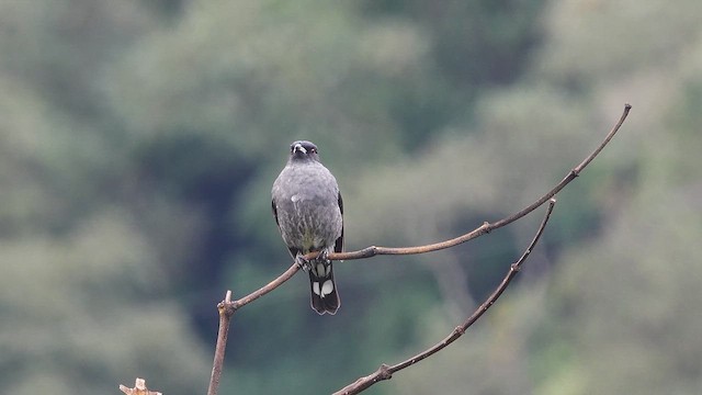 アカカンムリカザリドリ - ML613754386