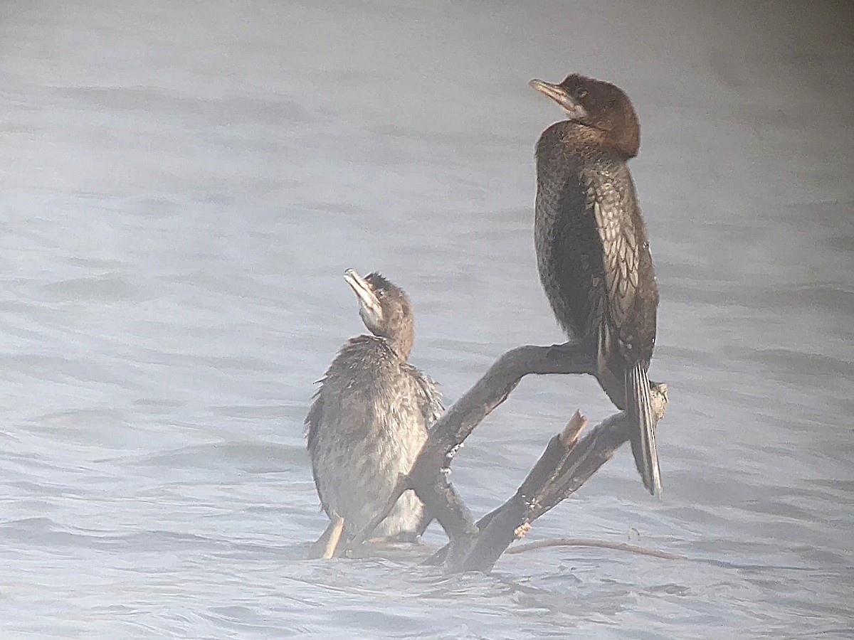 Pygmy Cormorant - Samuel Simpson