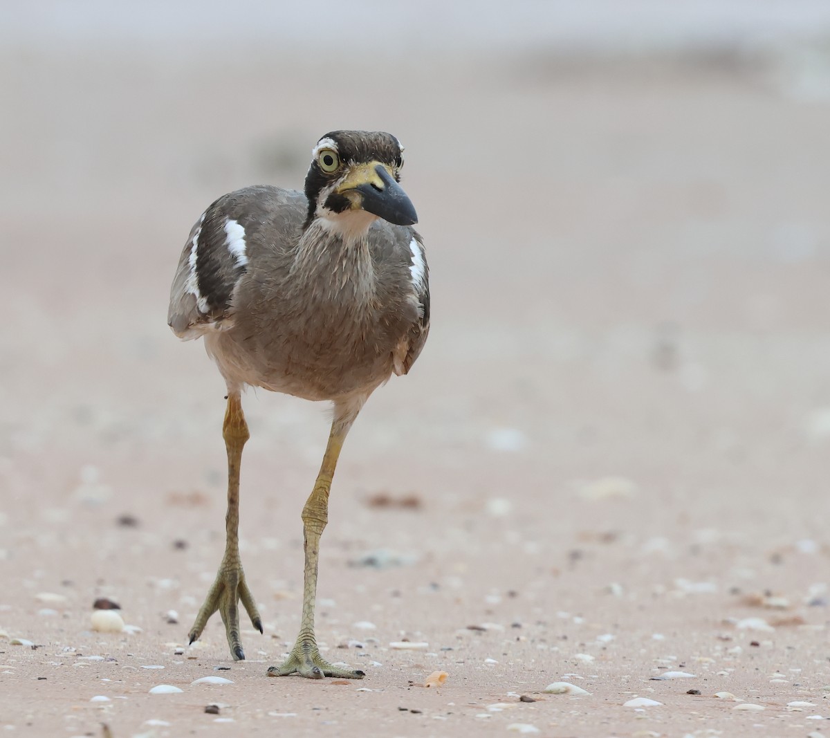 Beach Thick-knee - David Secomb