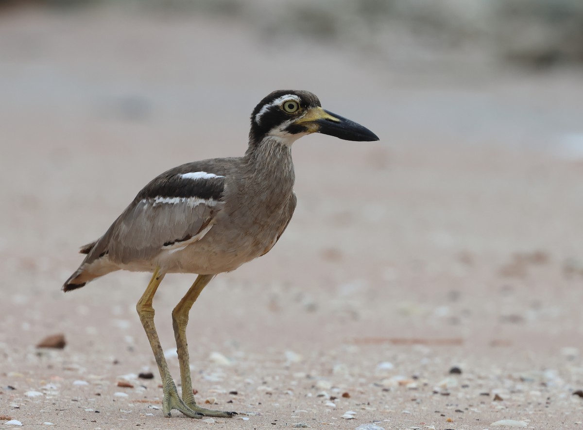 Beach Thick-knee - ML613754410