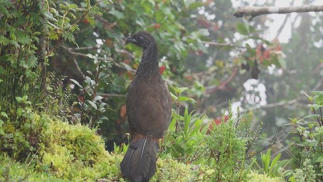 Andean Guan - ML613754419