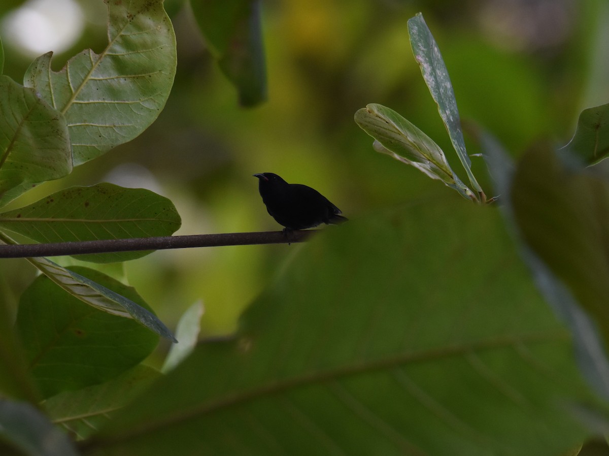 Bananaquit - Jeff Palis