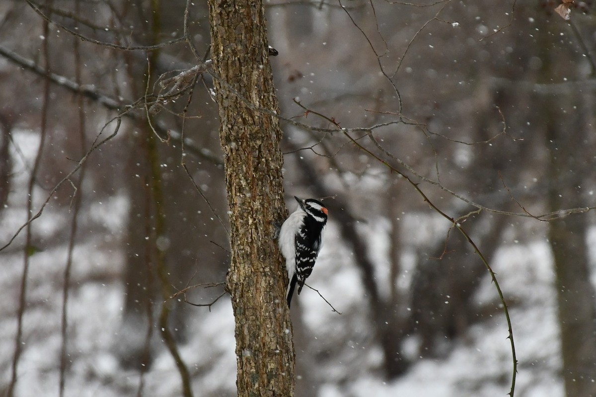 Downy Woodpecker - ML613754434