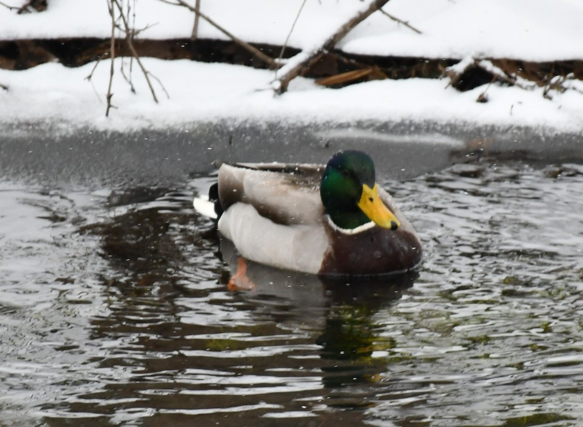 Canard colvert - ML613754445