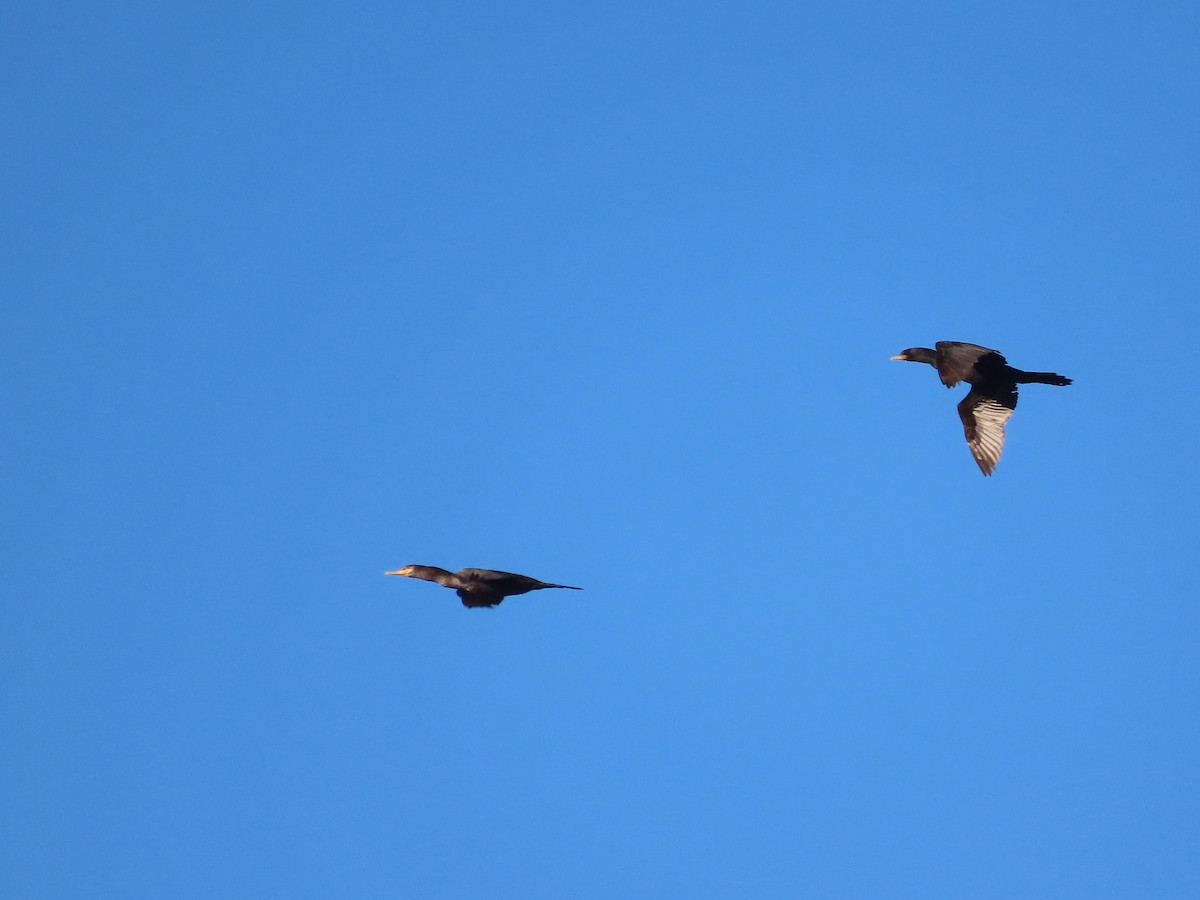 Double-crested Cormorant - ML613754451