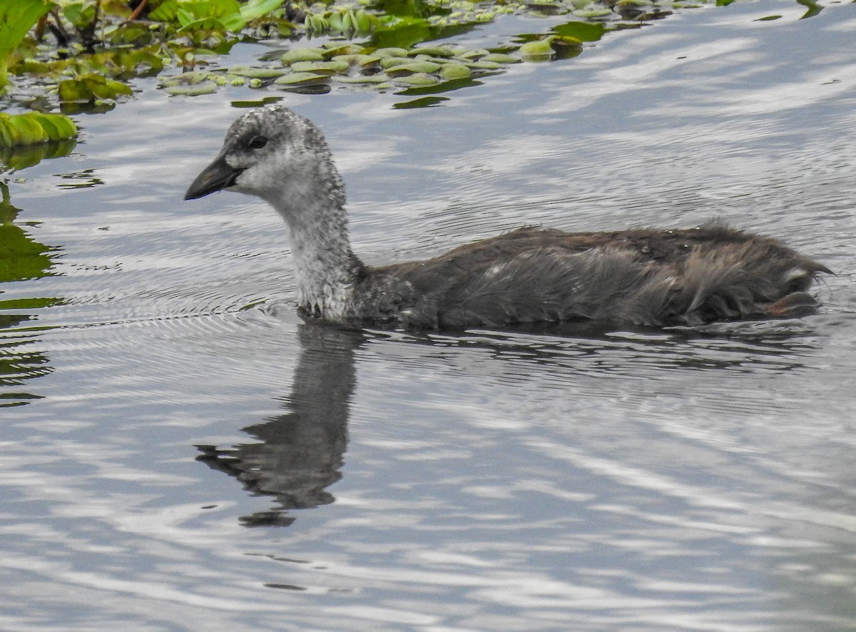 Red-gartered Coot - ML613754488