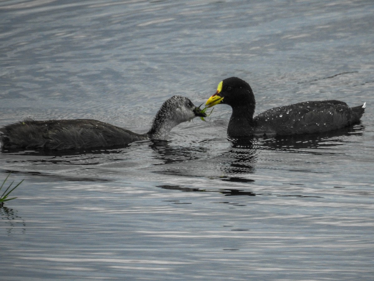 Red-gartered Coot - ML613754490