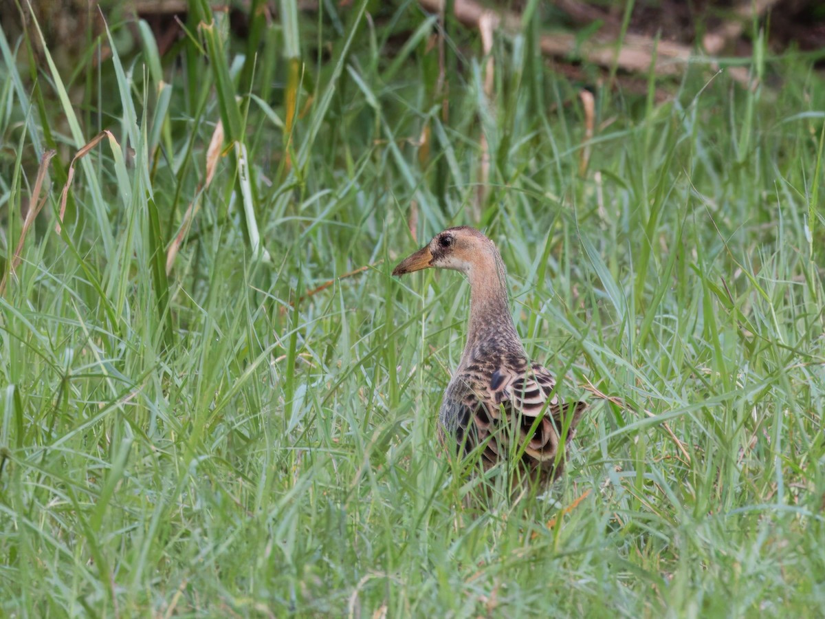 Watercock - ML613754536