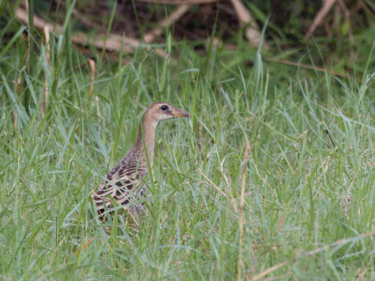 Watercock - ML613754537