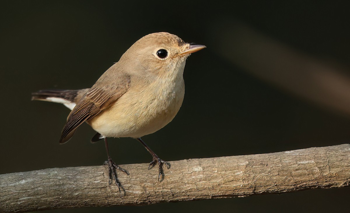 Red-breasted Flycatcher - ML613754563