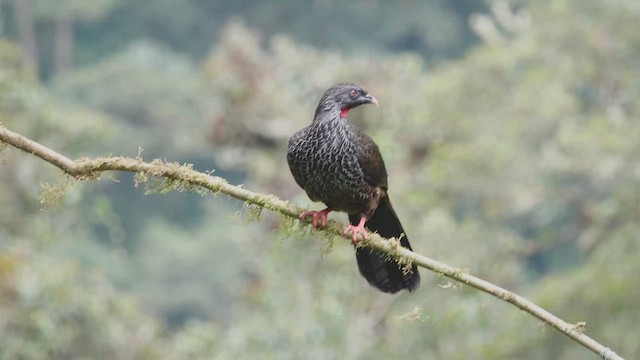 Andean Guan - ML613754602