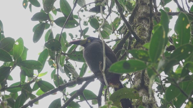 Gray-breasted Mountain-Toucan - ML613754603