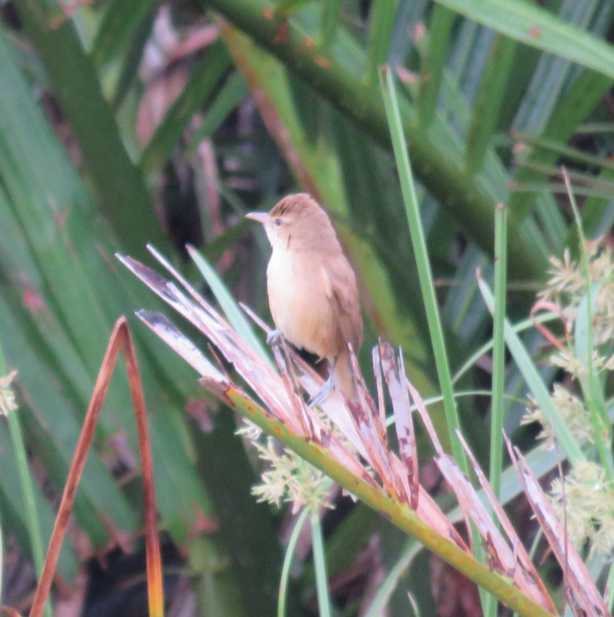Clamorous Reed Warbler - ML613754647