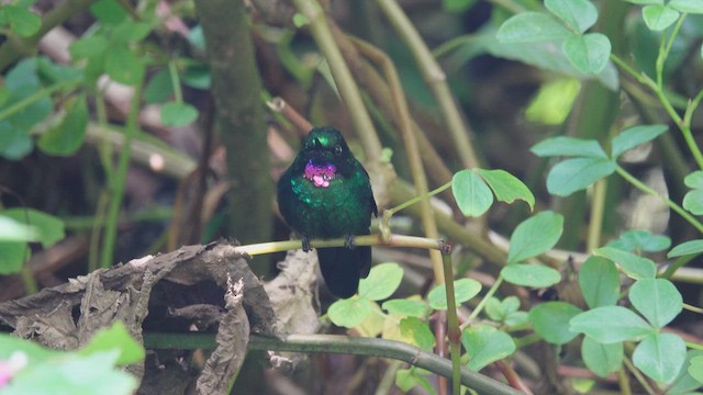 Colibrí Turmalina - ML613754683