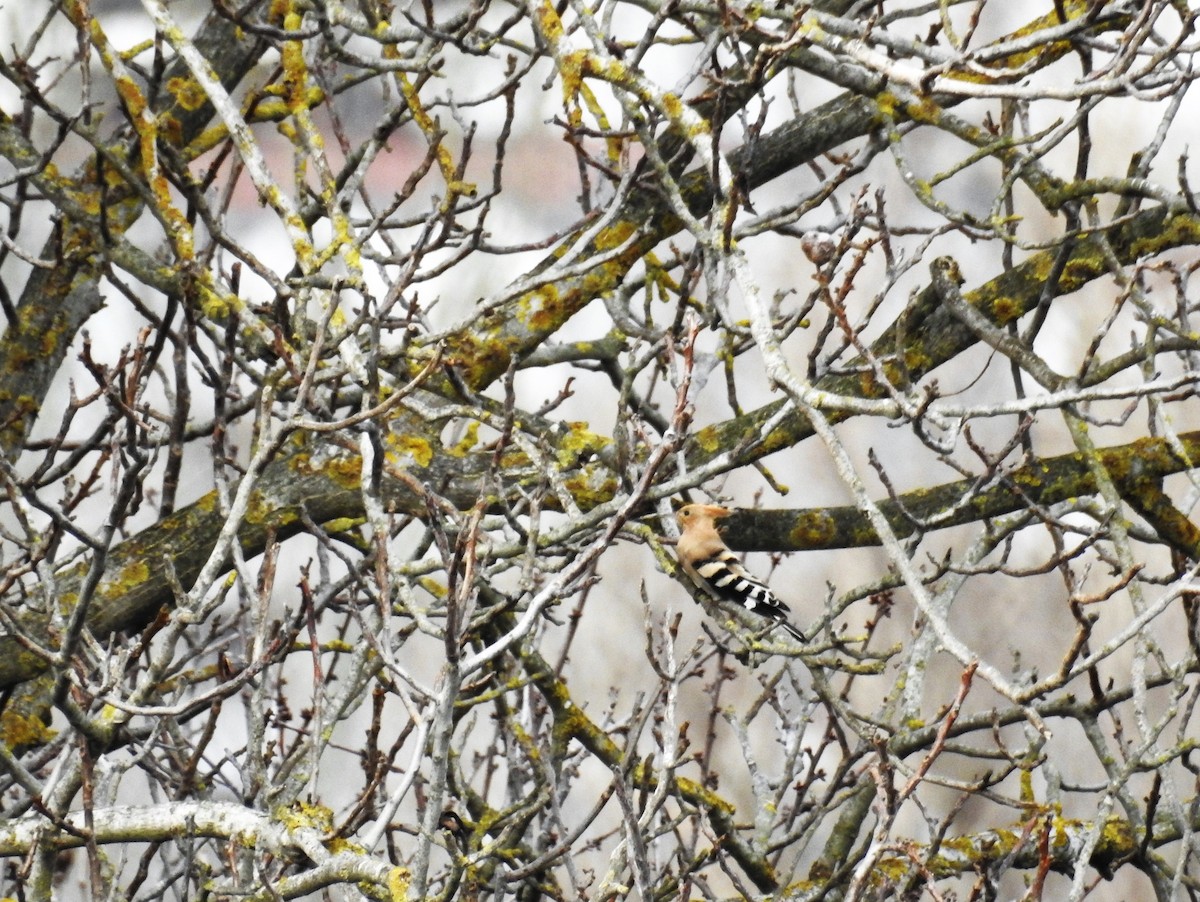 Eurasian Hoopoe - ML613754699