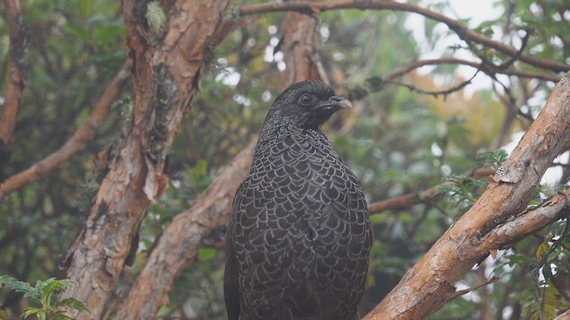 Andean Guan - ML613754706