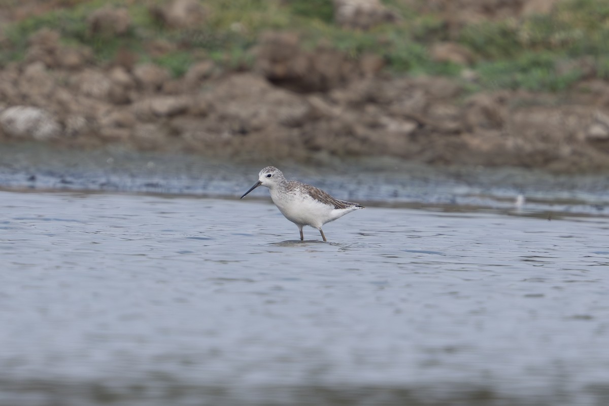 Marsh Sandpiper - ML613754708