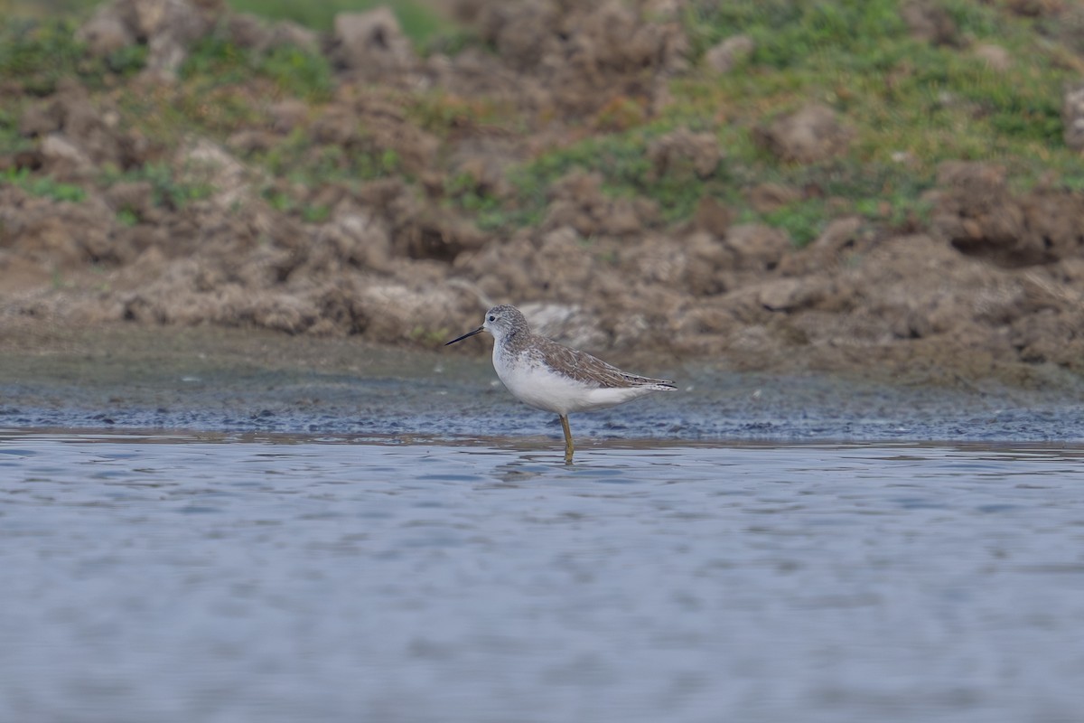 Marsh Sandpiper - ML613754717