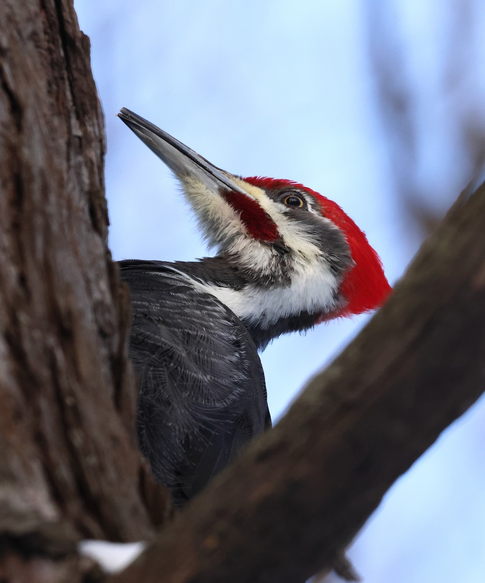 Pileated Woodpecker - Yvon Trépanier