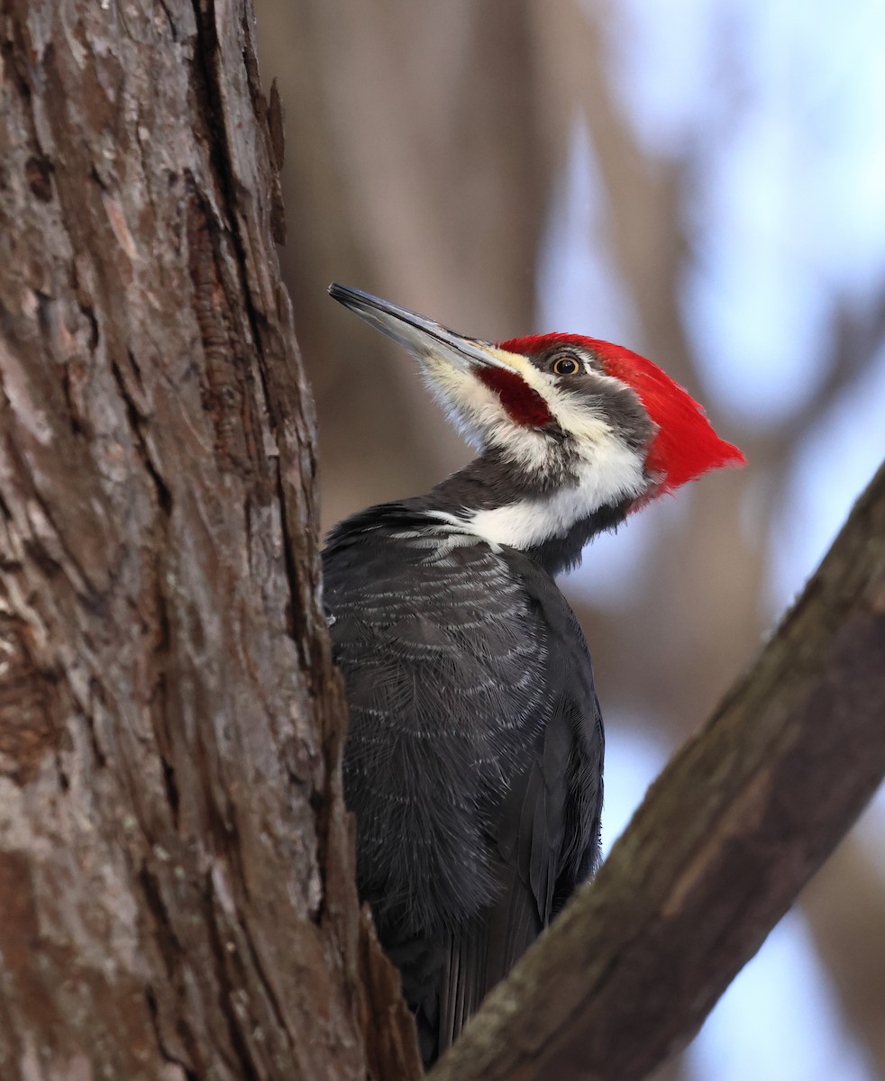 Pileated Woodpecker - Yvon Trépanier