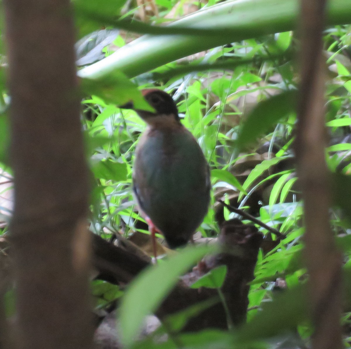 Western Hooded Pitta - ML613754724