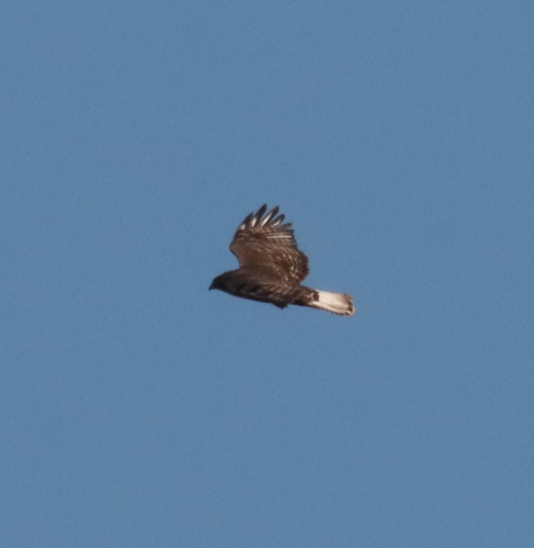 Red-tailed Hawk (Harlan's) - ML613754726