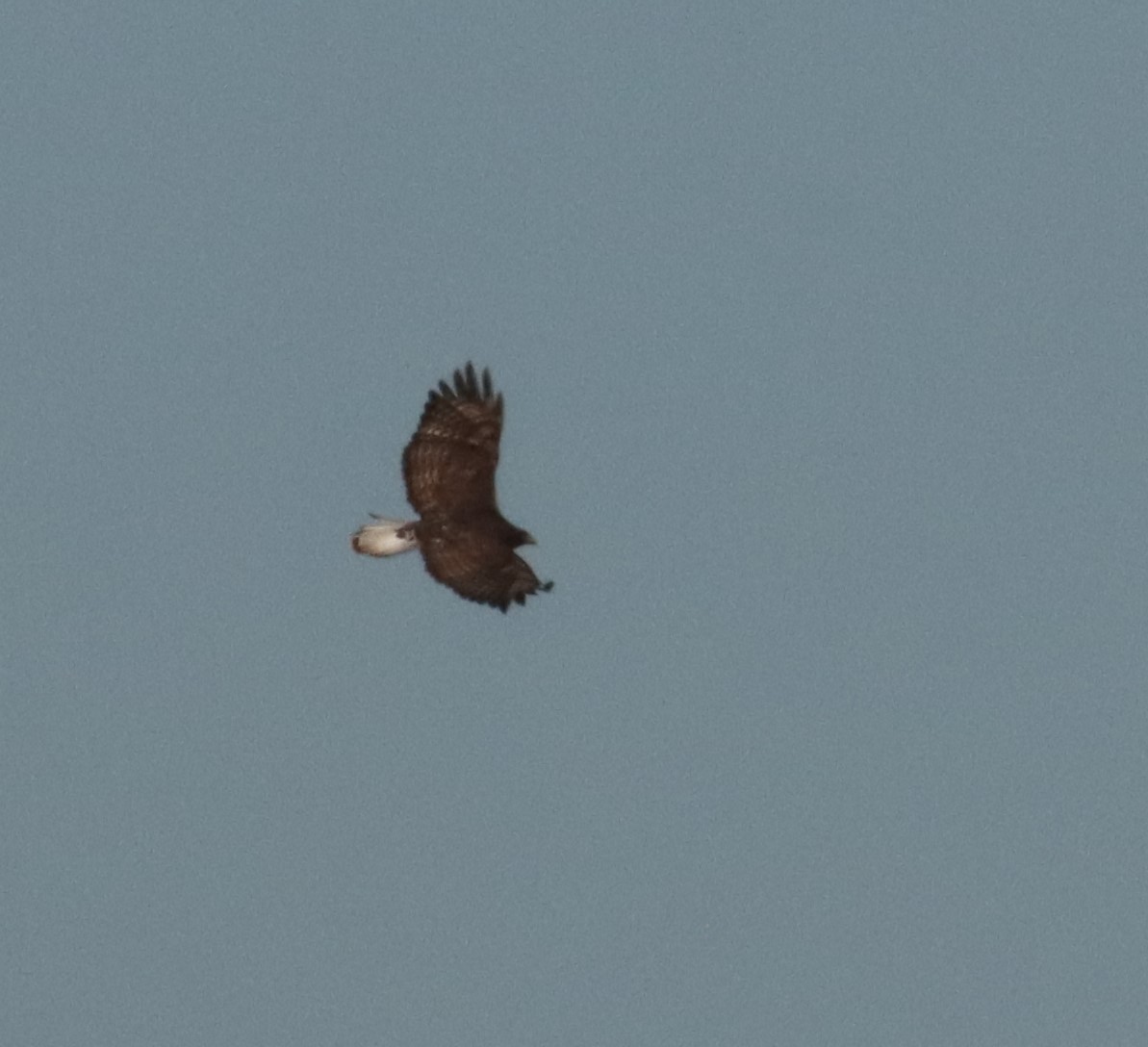 Red-tailed Hawk (Harlan's) - ML613754727