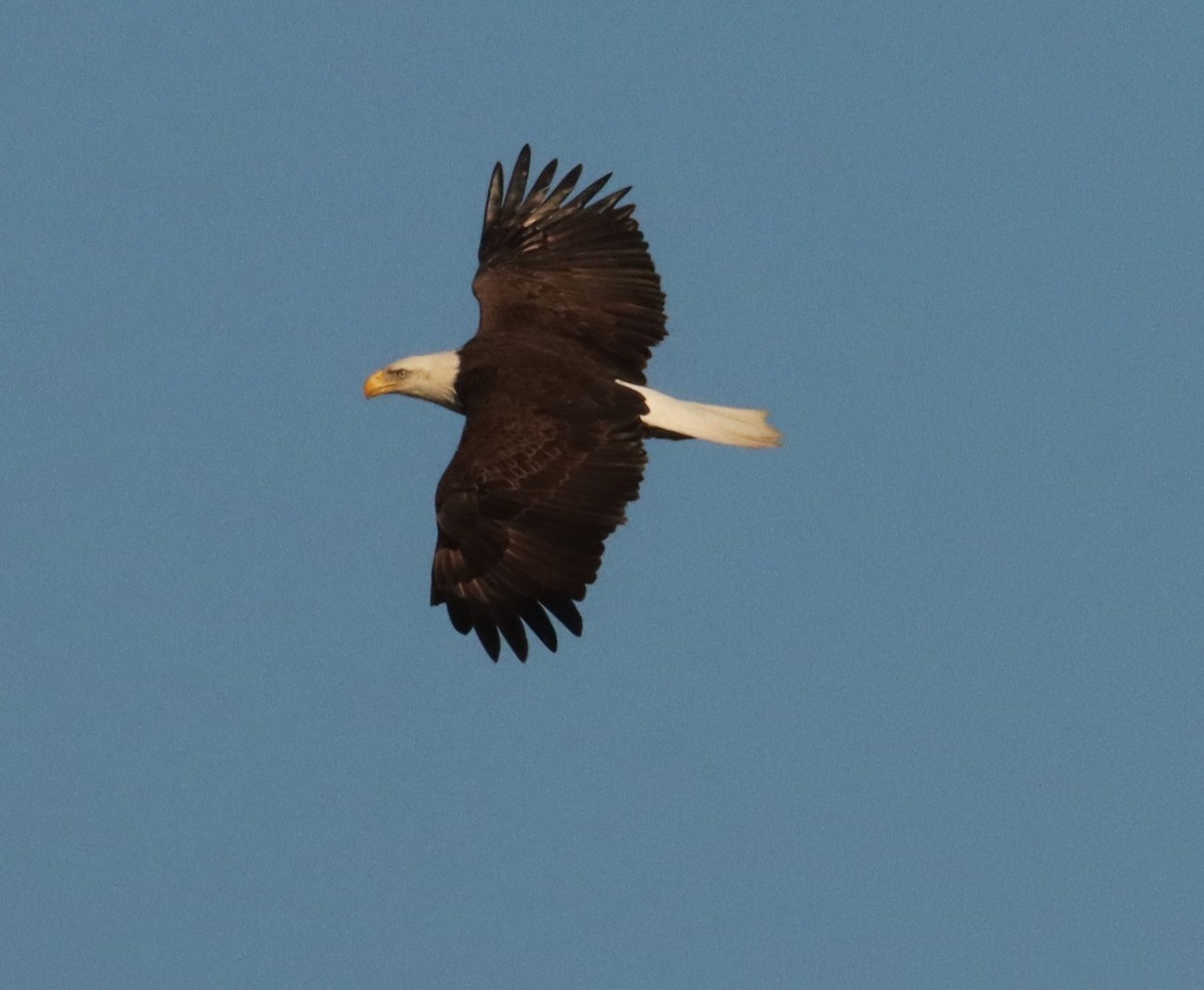 Bald Eagle - ML613754760