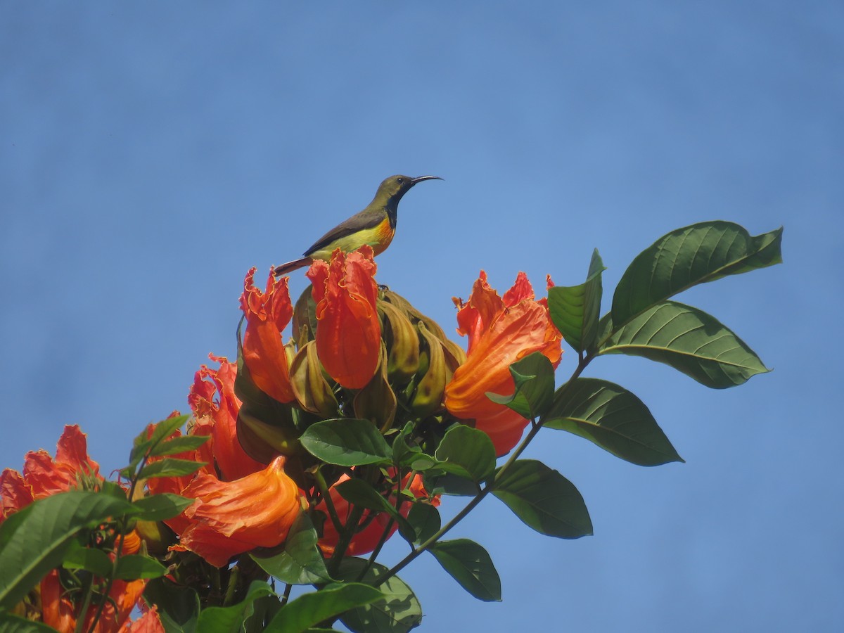 Palawan Sunbird - ML613754776
