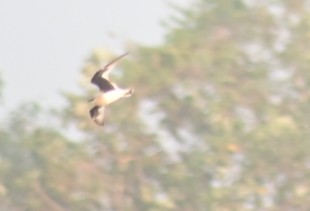 Small Pratincole - ARYAKUMARAN M