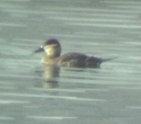 Ruddy Duck - Delfin Gonzalez