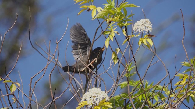 Great Thrush - ML613754849