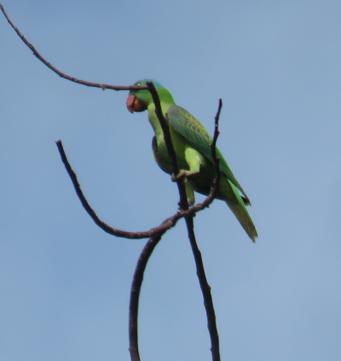 Blue-naped Parrot - ML613754873