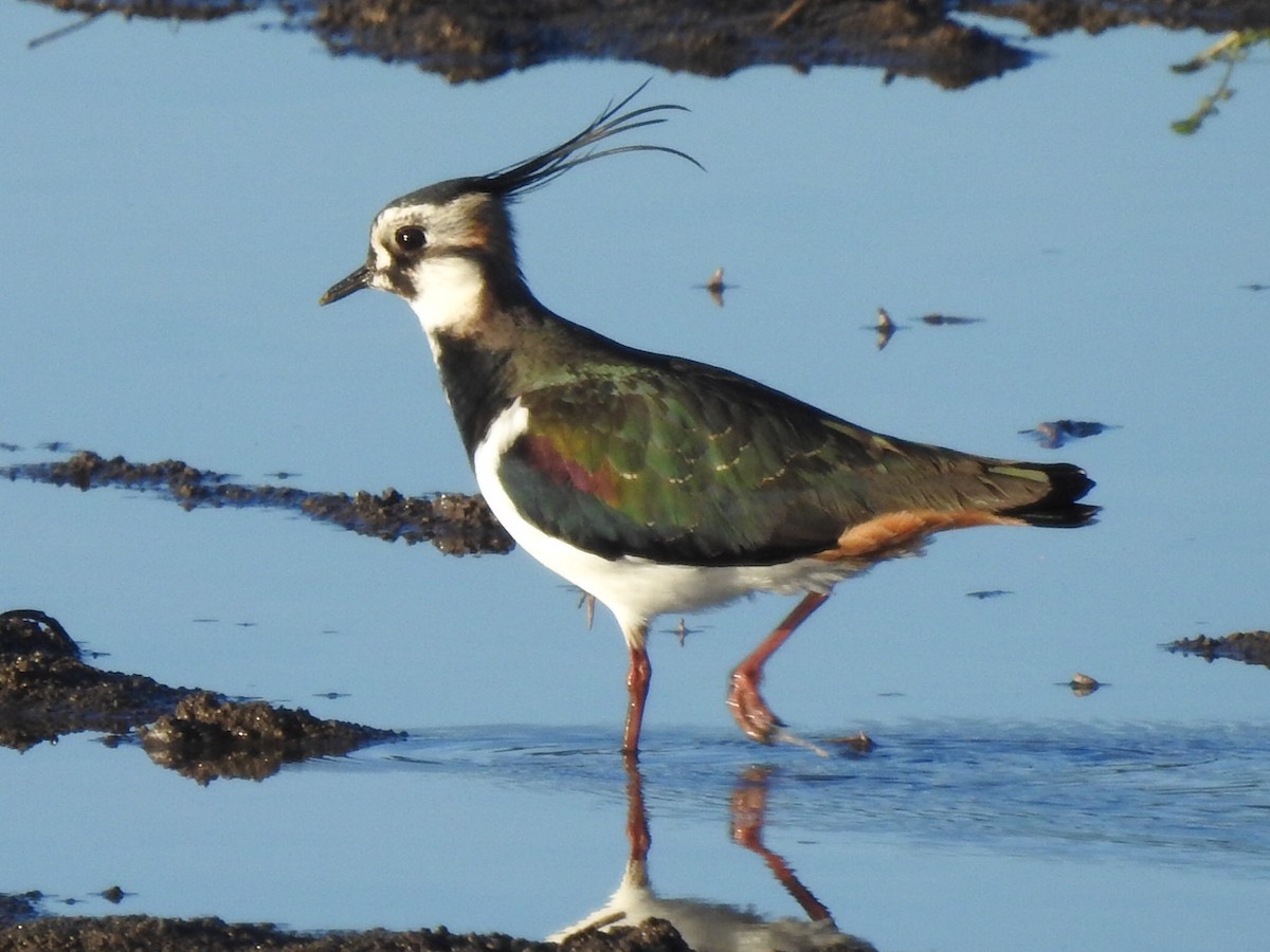 Northern Lapwing - ML613754885