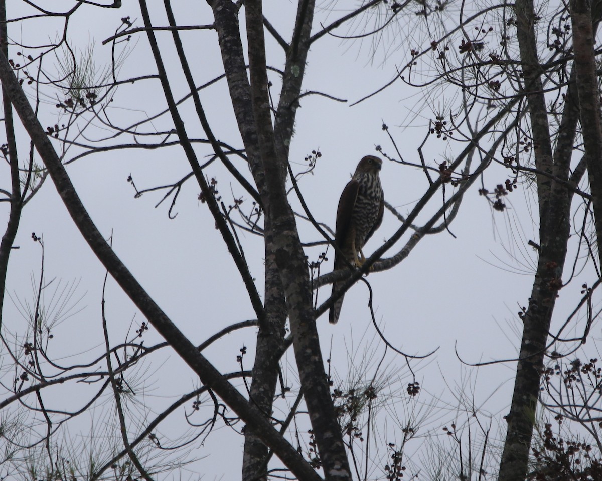 Brown Goshawk - ML613754886