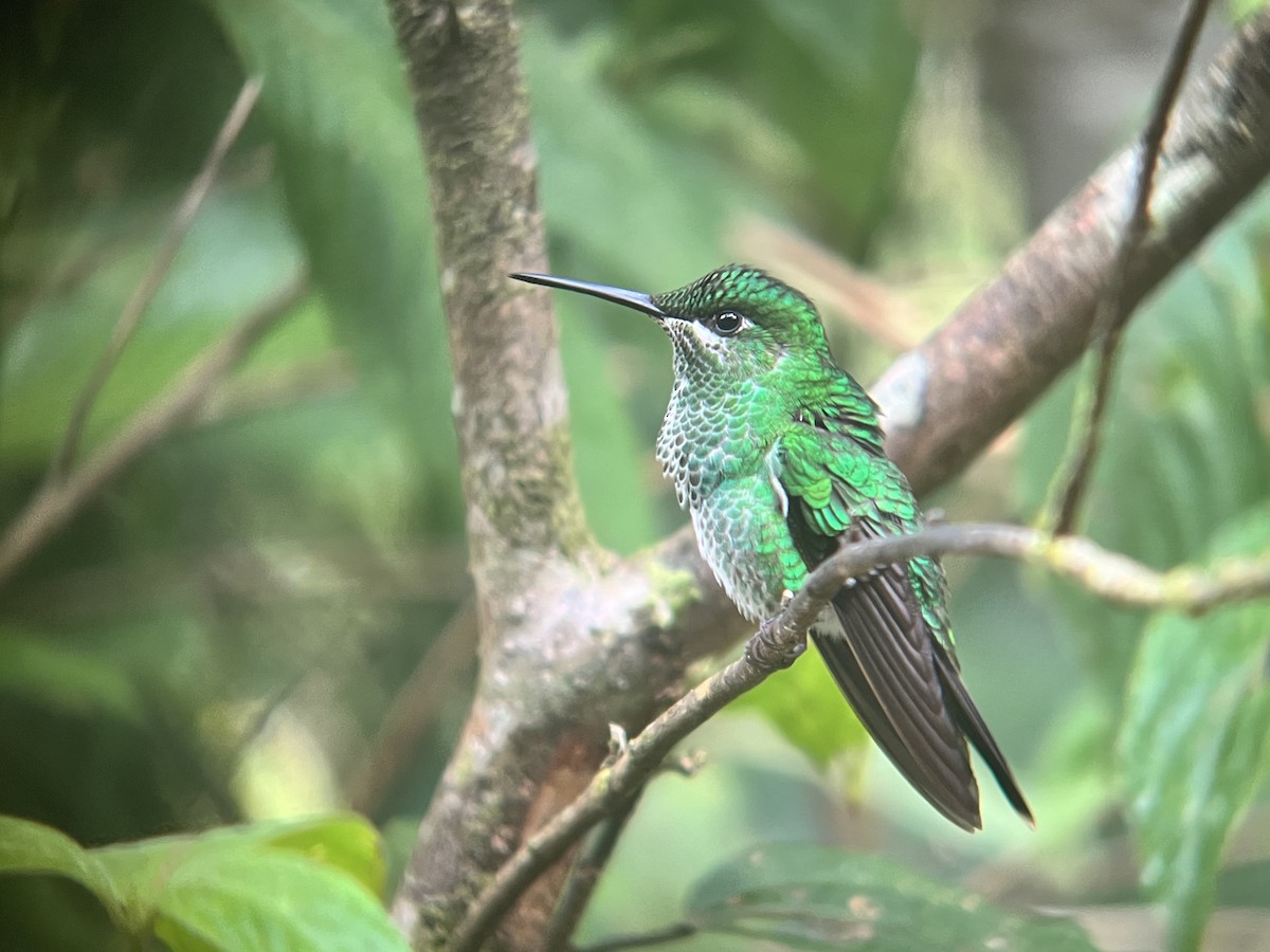 Grünstirn-Brillantkolibri - ML613755017