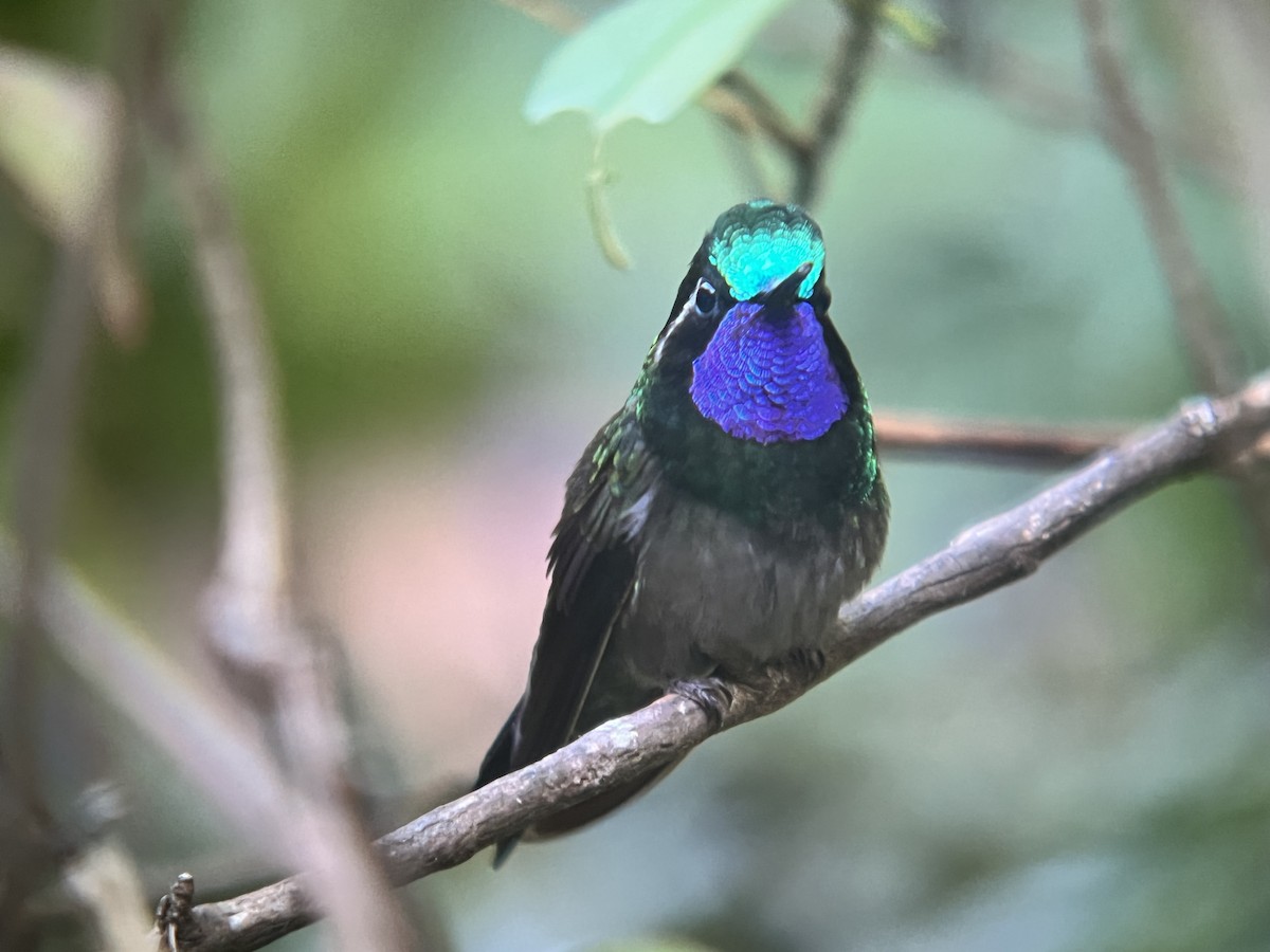 Purple-throated Mountain-gem - ML613755019