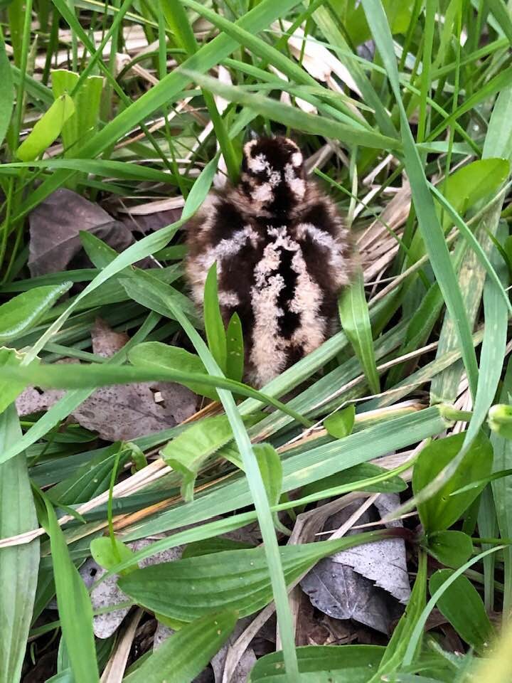 American Woodcock - ML613755093