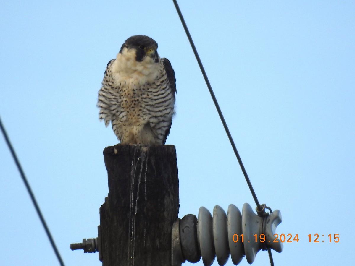 Peregrine Falcon - ML613755152