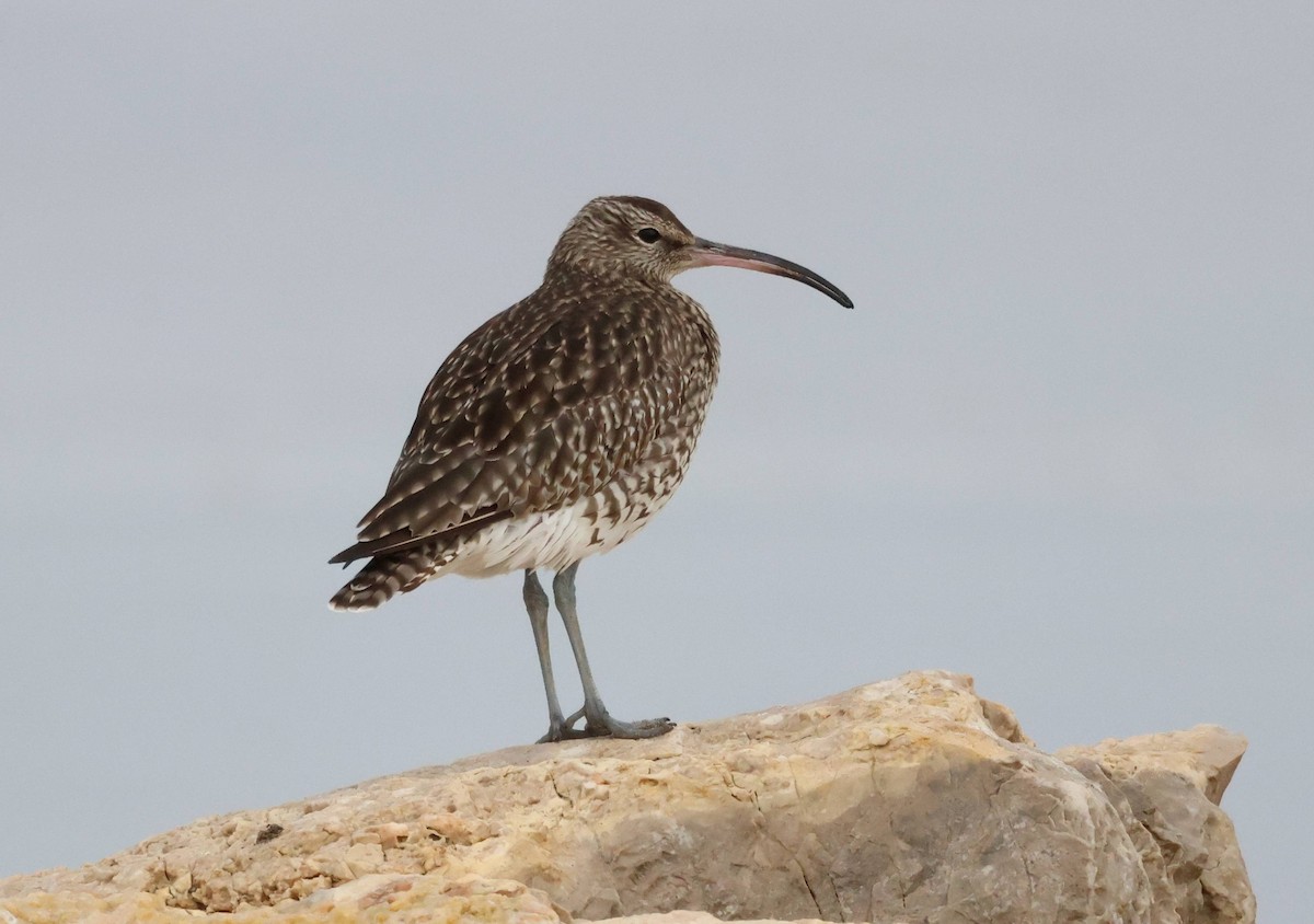 Whimbrel - Jesus Carrion Piquer