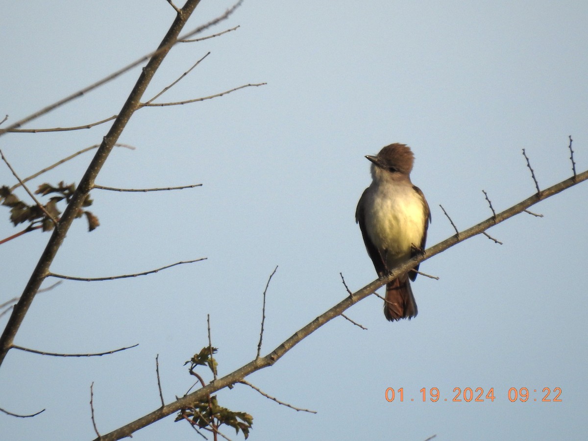 Ash-throated Flycatcher - ML613755182